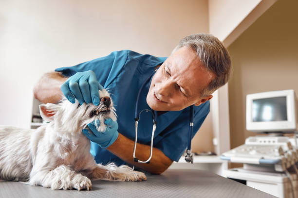 Best Weekend Emergency Dentist in Alb, IA